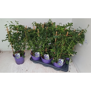 CEAN TH REPENS