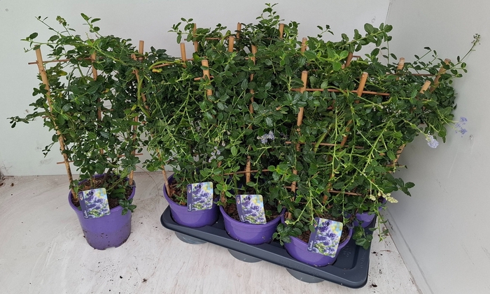 <h4>CEAN TH REPENS</h4>