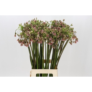 Allium Nectaroscordum Siculum