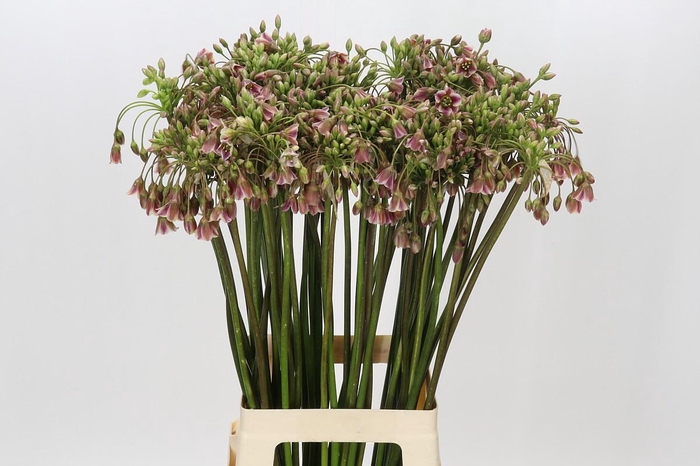 <h4>Allium Nectaroscordum Siculum</h4>