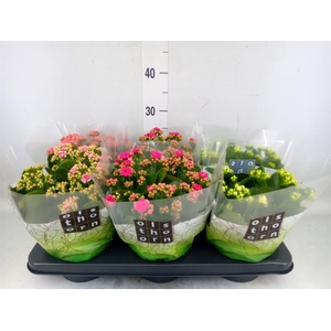 Kalanchoe blos.   ..rosebud mix  4