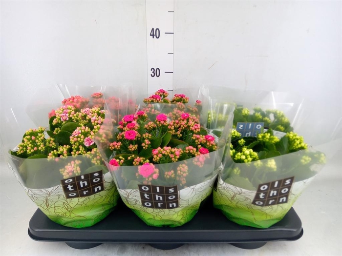 <h4>Kalanchoe blos.   ..rosebud mix  4</h4>