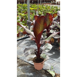 ENSETE VENT MAURELII