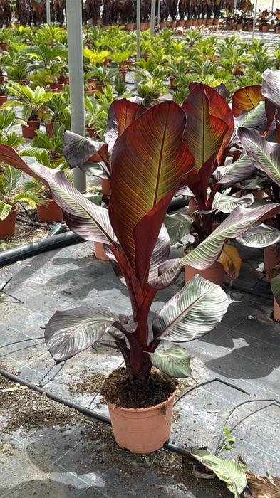 <h4>ENSETE VENT MAURELII</h4>