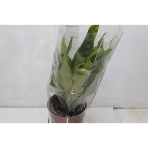 ASPLENIUM VARIADO P17