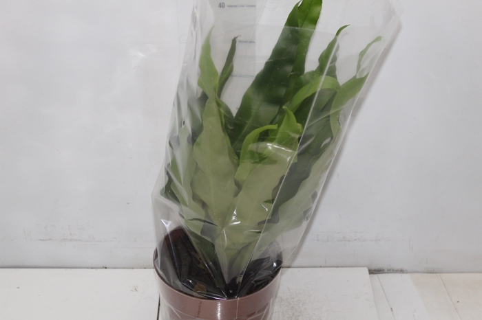 <h4>ASPLENIUM VARIADO P17</h4>