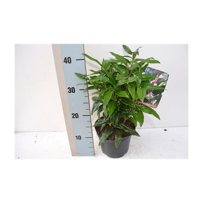 <h4>Sarcoccoca Winter Gem</h4>