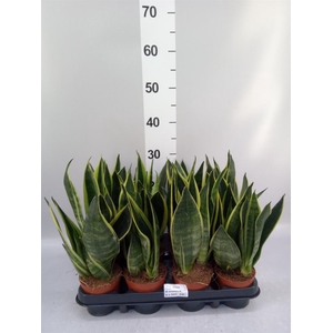 Sansevieria trifa.   ...