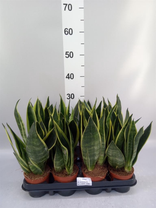 <h4>Sansevieria trifa.   ...</h4>