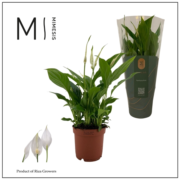 <h4>Mimesis Spathiphyllum Bellini - 13 cm</h4>