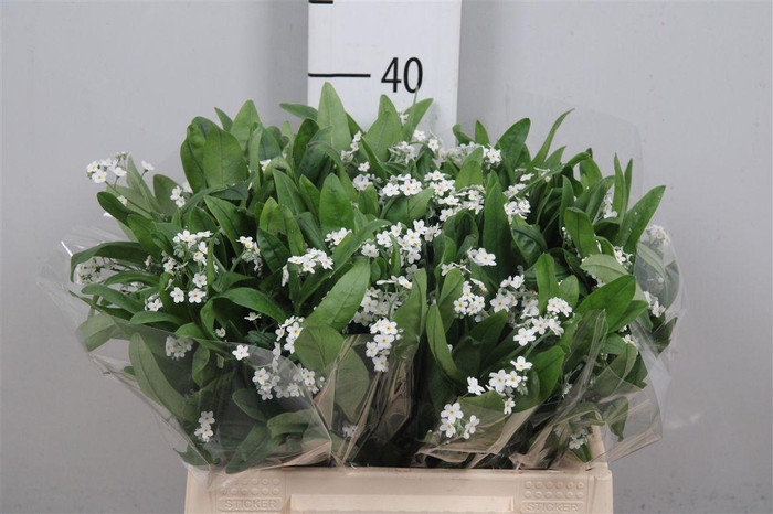 <h4>Myos Alp Polaris</h4>