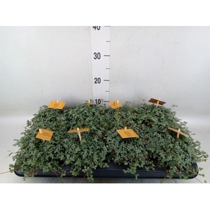 Pilea glaucophylla 'Greyzy'