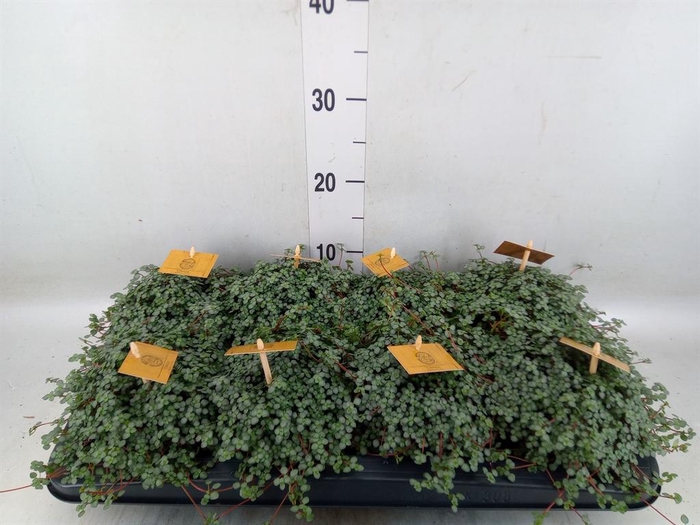 <h4>Pilea glaucophylla 'Greyzy'</h4>