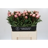 Paeonia Sarah Bernhardt