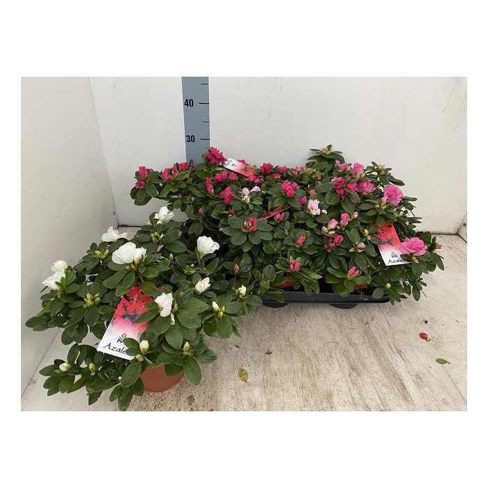 <h4>RHODO SI VOGEL GEM</h4>