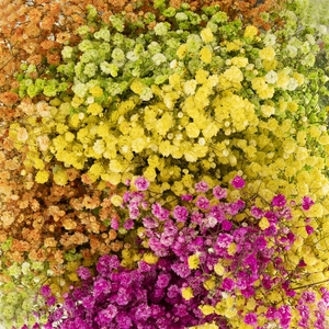 GYPSOPHILA XLENCE ARLEQUIN (TYEDYE)