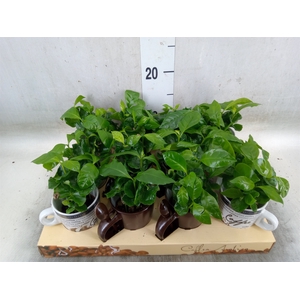 Coffea arabica
