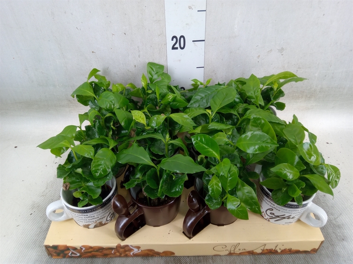<h4>Coffea arabica</h4>