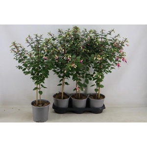 FUCHSIA OV