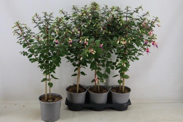 <h4>FUCHSIA OV</h4>