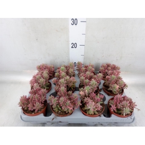 Sedum rubrotinctum 'Aurora'
