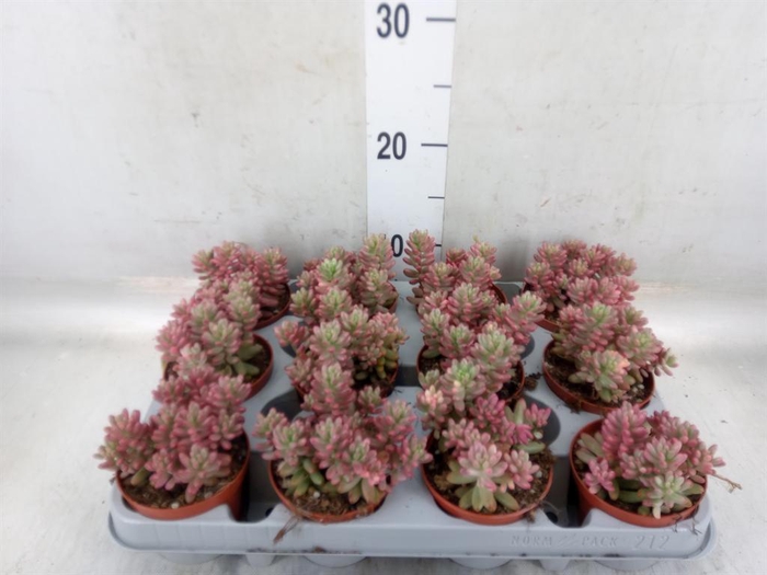 <h4>Sedum rubrotinctum 'Aurora'</h4>
