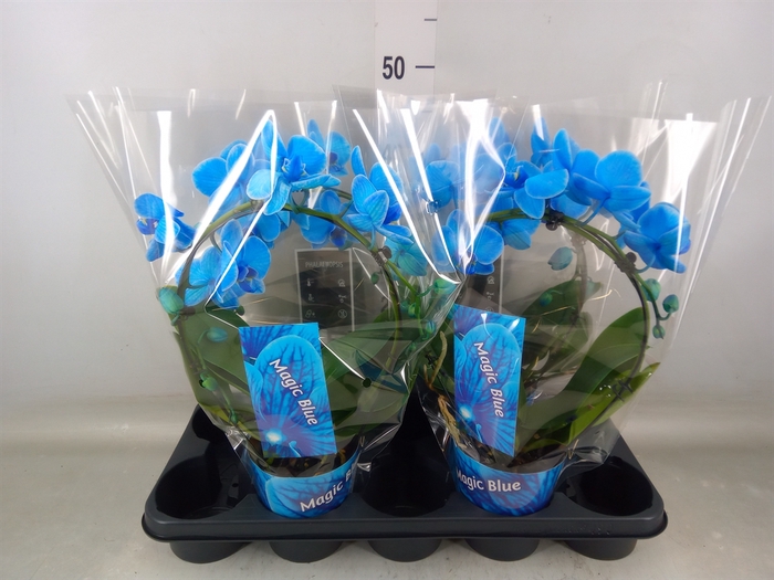<h4>Phalaenopsis   ...</h4>