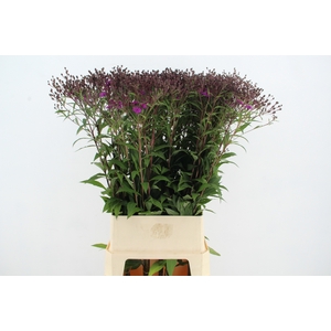 VERNONIA CRINITA XL