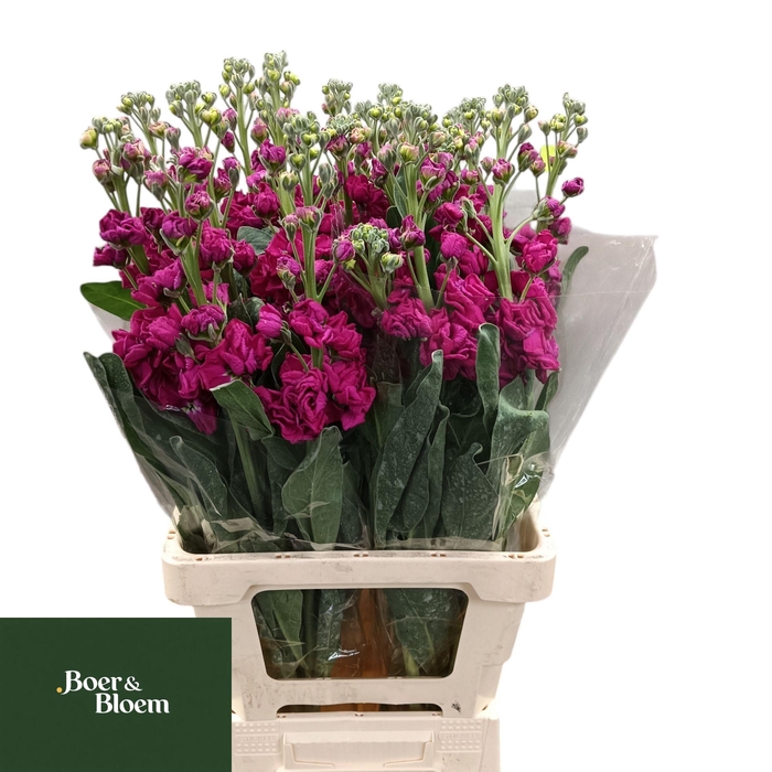 <h4>MATTH IRON ROSE</h4>