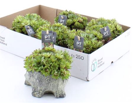 <h4>Arr Sempervivum</h4>