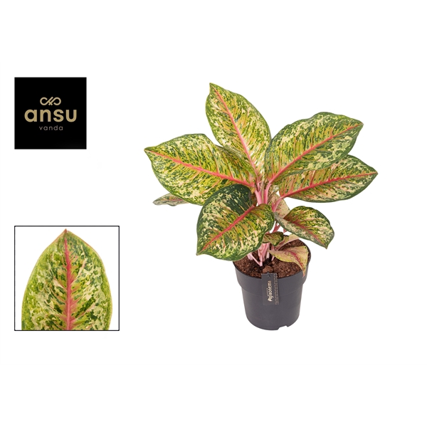 <h4>Aglaonema Carnival Queen</h4>