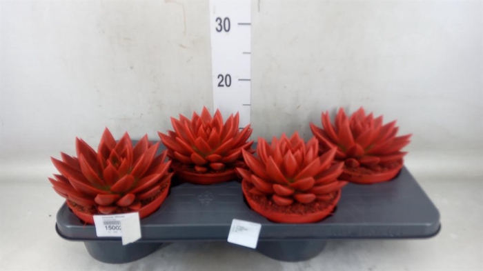 <h4>Echeveria  'Miranda'</h4>