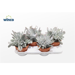 Cotyledon Orbiculata Hybride