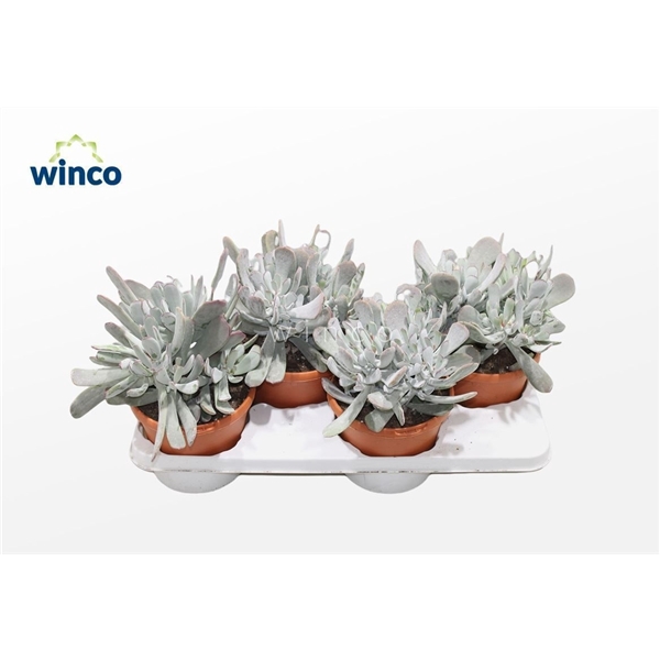<h4>Cotyledon Orbiculata Hybride</h4>