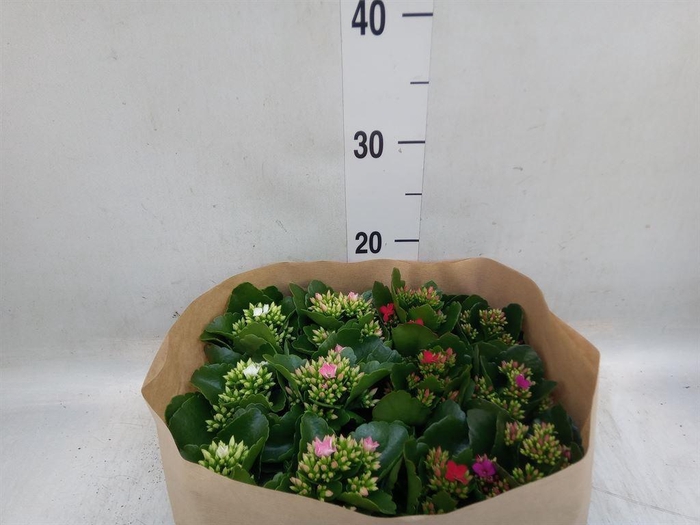 <h4>Kalanchoe blos.   ..</h4>