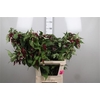 Leycesteria Formosa