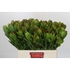 Leucadendron Goldstrike