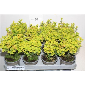 ** Euonymus Fo Em Gold * Spring Deal *
