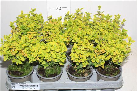 <h4>** Euonymus Fo Em Gold * Spring Deal *</h4>