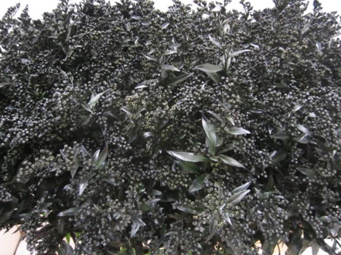 <h4>Solidago Zwart</h4>