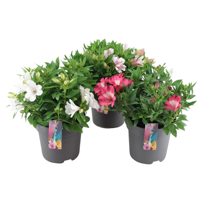 <h4>Alstroemeria Inticancha mixkar p21 (3Kleuren)</h4>