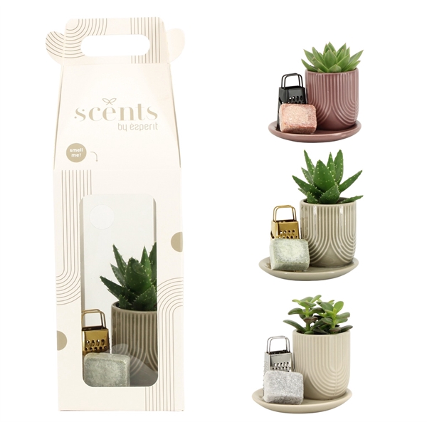<h4>90756: Scents arrangement</h4>