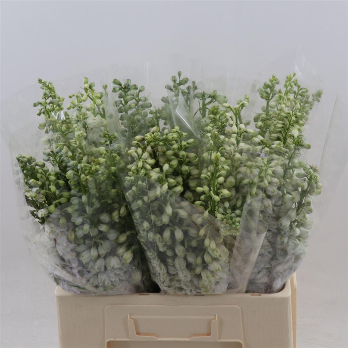 <h4>Delphinium Magic Fountains White</h4>