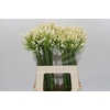 Agapanthus White Heaven