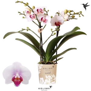 Phalaenopsis Multifloratypes Floriclone Safe Haven