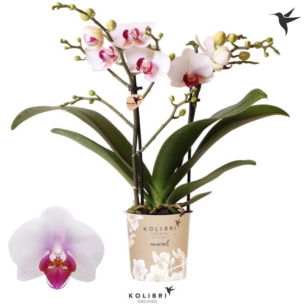 <h4>Phalaenopsis Multifloratypes Floriclone Safe Haven</h4>