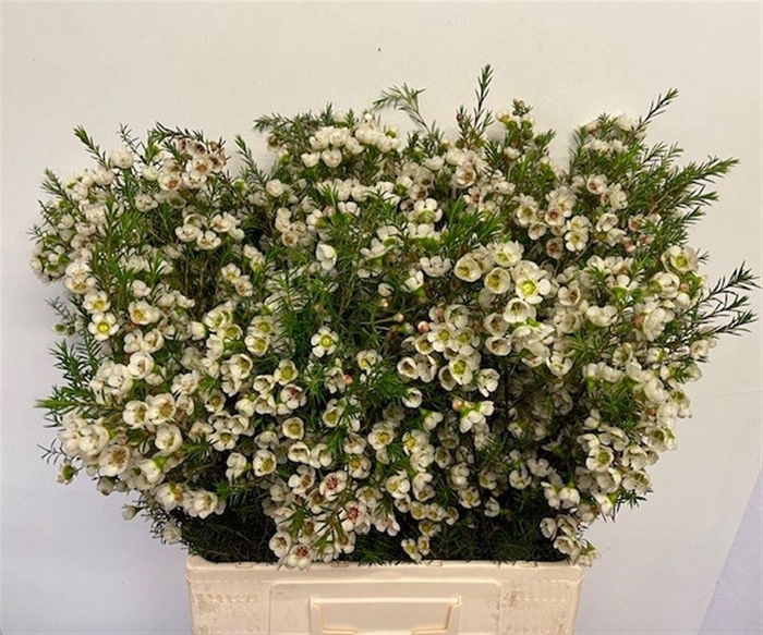 <h4>CHAME ME GIL</h4>