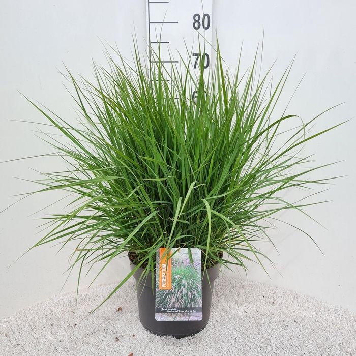 <h4>Pennisetum Fairy Tails P26</h4>