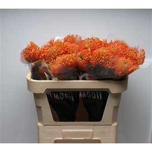 Leuco Ayoba Orange Zest