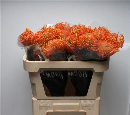 <h4>Leuco Ayoba Orange Zest</h4>